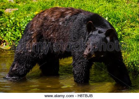 Sitka, Alaska Fortress of the Bears sanctuary Stock Photo - Alamy