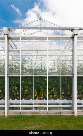 exterior of a greenhouse growing tomatoes in the netherlands Stock Photo