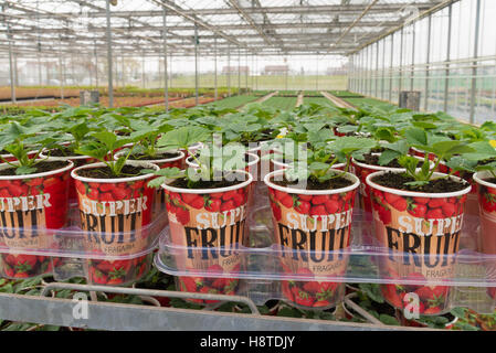 NAALDWIJK, NETHERLANDS - APRIL 2, 2016: Young strawberry plants in cups in a commercial greenhouse in the netherlands Stock Photo