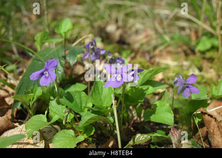 Dog violet (Viola riviniana) flowers in woodland Stock Photo