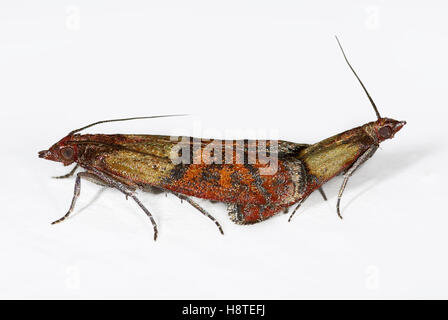 Pest flour moth Plodia interpunctella Stock Photo