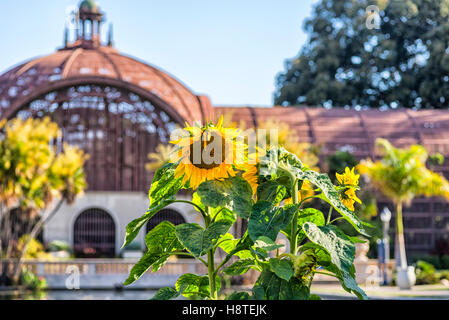 Sunflowers. Balboa Park, San Diego, California, United States. Stock Photo