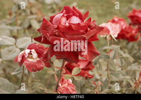 Red-creamy rose dying in autumn garden. Wilted rose. Sad fall mood. Wilting roses in fall. Vintage low saturated colors. Copyspace. Selective focus Stock Photo