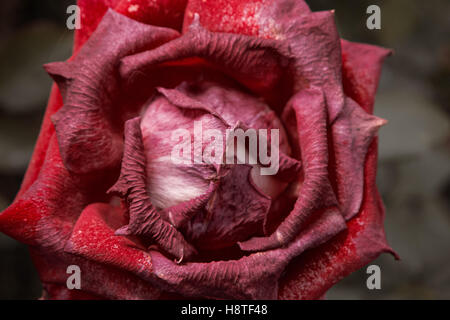 Red rose dying in autumn garden macro shot. Wilted rose. Sad fall mood. Wilting roses in fall. Vintage low saturated colors. Copyspace. Selective focus Stock Photo