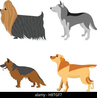 Collection of purebred dogs labrador and retriever. Pet shepherd and yorkshire, vector illustration Stock Vector