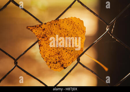 Yellow leaf in a metallic fence. Colors from autumn Stock Photo