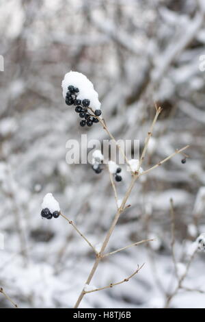 Frozen berry fruit covered with snow on a winter day Stock Photo