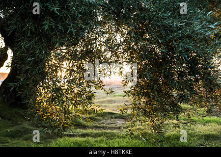 Picture of beautiful orange sunset in olive trees garden near Jaen, Spain Stock Photo