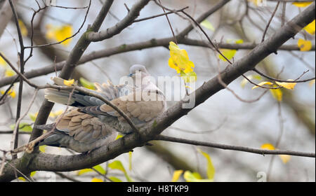 Dove (Streptopelia decaocto) sitting on tree branch Stock Photo