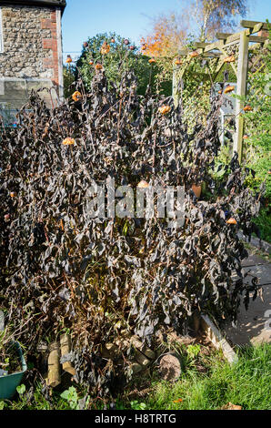 First frost blackened dahlia plants in early winter Stock Photo