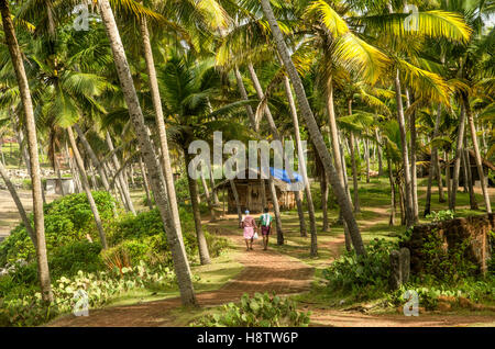 Palm grove in Varkala, Kerala, South India Stock Photo