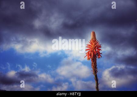 Aloe Cameronie flower Stock Photo