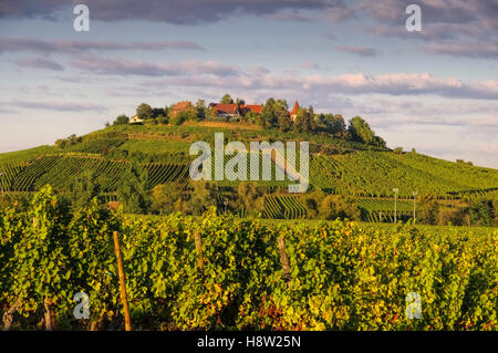 Weinberg und Stadtansicht Zellenberg im Elsass, Frankreich - Vineyard and townscape Zellenberg, Alsace in France Stock Photo