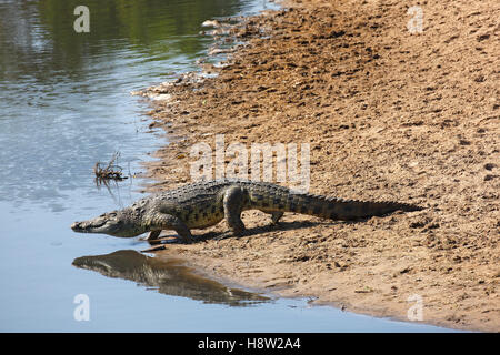 Nile crocodile (Crocodylus niloticus) entering Grumeti River, Serengeti National Park, Tanzania Stock Photo