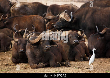 African buffalo (Syncerus caffer) herd resting and a cattle egret (Bubulcus ibis), Lake Manyara National Park, Tanzania Stock Photo