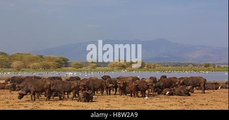 African buffalo (Syncerus caffer) herd on Lake Manyara shore, Lake Manyara National Park, Tanzania Stock Photo