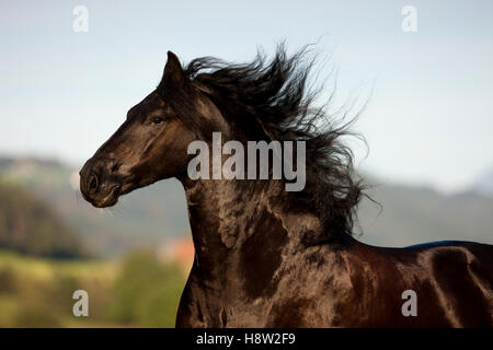 Friesian horse galloping, summer, Austria Stock Photo