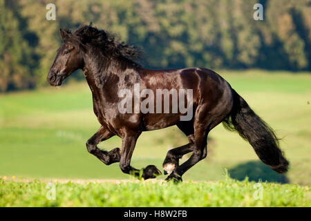 Friesian horse galloping, summer, Austria Stock Photo