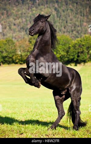 Friesian horse on hind legs, meadow, forest, Austria Stock Photo