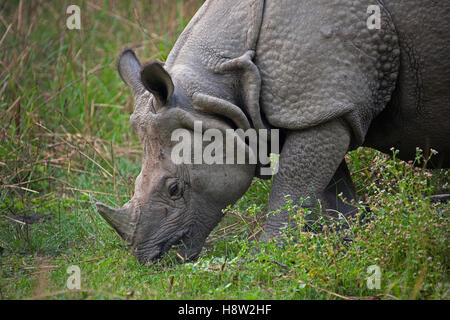 One-horned Rhinoceros (Rhinoceros unicornis) grazing in Chitwan National Park, Nepal, South Asia Stock Photo