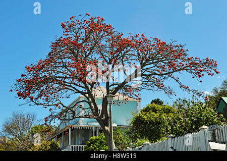 South Africa: a flamboyant tree in Plettenberg Bay, originally named Bahia Formosa, a town on South Africa's Garden Route Stock Photo