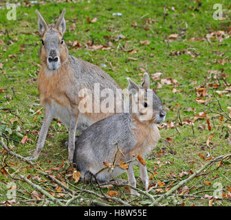 Maras (dolichotis patagonum) Adult and Juvenile Stock Photo