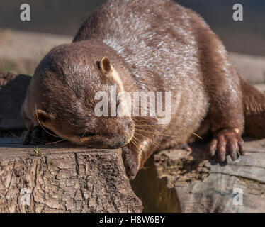Asian Short-Clawed Otter (Amblonyx cinereus) Stock Photo