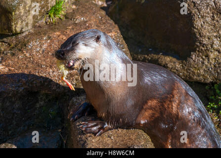 North American river otter eating a (dead) chick