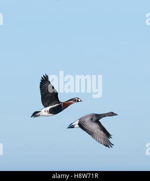 Side view of a red-breasted goose and dark-bellied brent goose flying together in winter blue sky. Vagrant bird in UK.