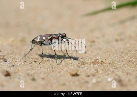 Duenen Sandlaufkaefer, Cicindela hybrida, Northern Dune Tiger Beetle Stock Photo