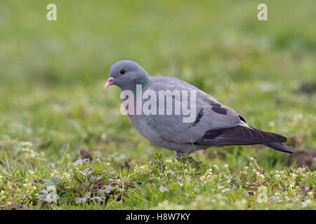 Stock Dove / Hohltaube ( Columba oenas ) searching for food, on grassland, pasture, rare species, full body, side view, close. Stock Photo