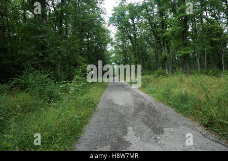 Bike trail through a Swiss forest. Stock Photo