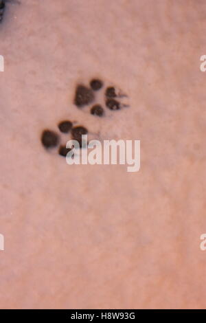 cat or dog paw prints in the thick snow in the winter Stock Photo