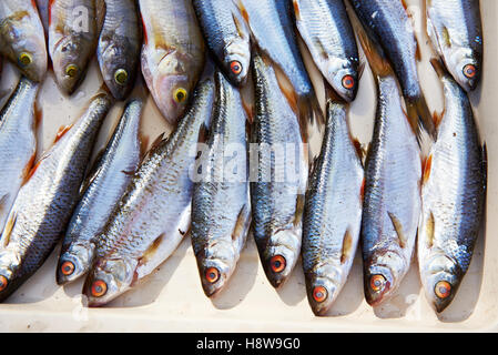 Fish roach, perch on a cutting board in the kitchen Stock Photo
