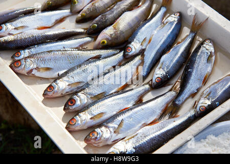 Fish roach, perch on a cutting board in the kitchen Stock Photo