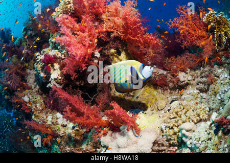 Coral reef scenery with an Emperor angelfish (Pomacanthus imperator) and soft corals.  Egypt, Red Sea. Stock Photo