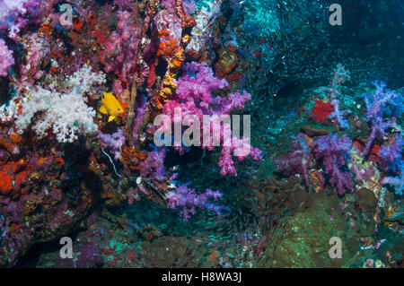 Coral reef with soft corals [Dendronephthya sp.] and a Golden damsel [Amblyglyphidodon aureus].  Andaman Sea, Thailand. Stock Photo