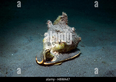 Helmet shell [Cassis cornuta] on sea bed.  Lembeh, Sulawesi, Indonesia. Stock Photo
