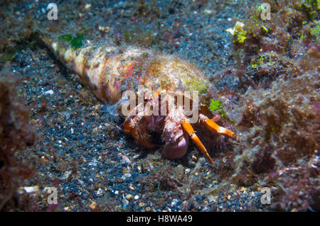 Jeweled anemone hermit crab [Dardanus gemmatus] in an Auger shell.  Lembeh, Sulawesi, Indonesia. Stock Photo