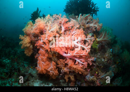 Coral reef scenery with Tree coral (Scleronephthya sp).  Rinca, Komodo National Park, Indonesia. Stock Photo