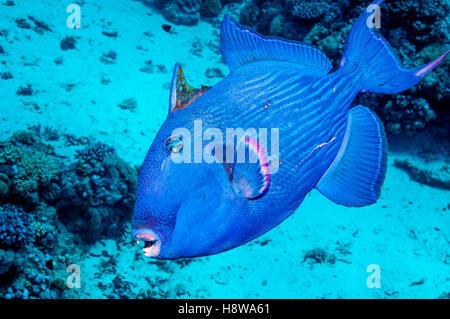 Blue triggerfish. Egypt, Red Sea. (Pseudobalistes fuscus Stock