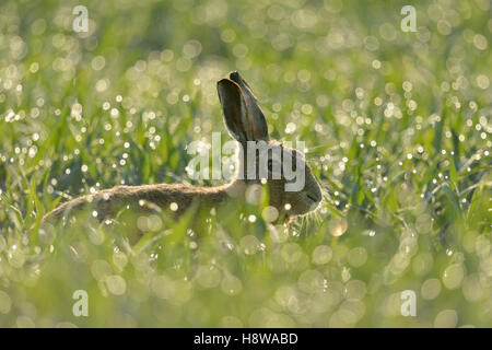 Brown Hare / European Hare ( Lepus europaeus ) hiding in a dew wet field of winter wheat, first morning sunlight, backlit. Stock Photo