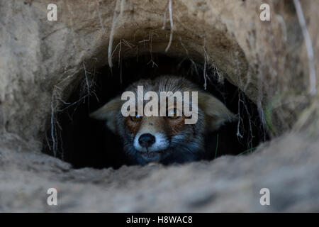 Red Fox / Rotfuchs ( Vulpes vulpes ) watching out of its fox's den, hole, burrow, careful, attentive, funny close-up. Stock Photo