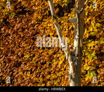 A common beech hedge in autumn (Fagus sylvatica), with (at front) Himalayan Birch tree and their peeling white bark. Stock Photo