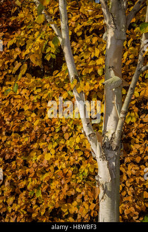 A common beech hedge in autumn (Fagus sylvatica), with Himalayan Birch trees and their peeling white bark falling on a lawn. Stock Photo