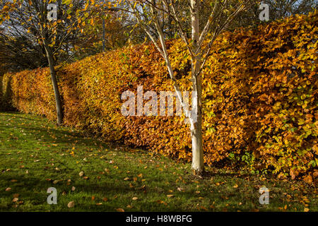 A common beech hedge in autumn (Fagus sylvatica), with Himalayan Birch trees and their peeling white bark falling on a lawn. Stock Photo