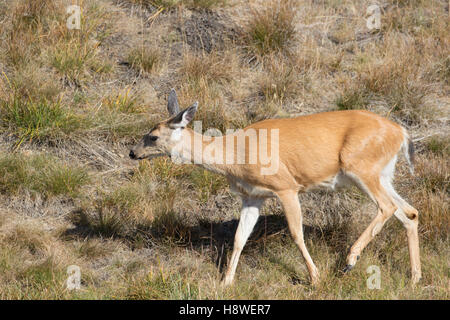 Black-tailed deer (Odocoileus hemionus columbianus) in Olympic National Park, Washington State, USA Stock Photo