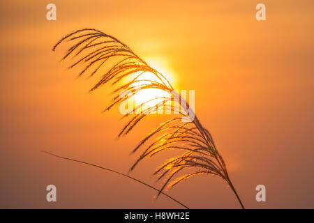 Common reed grass pictured against a setting sun, Hampi, southern India Stock Photo