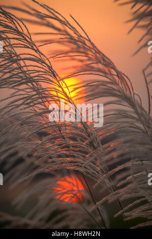 Common reed grass pictured against a setting sun, Hampi, southern India Stock Photo