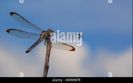 Dragonfly waiting on a stick with clouds behind Stock Photo